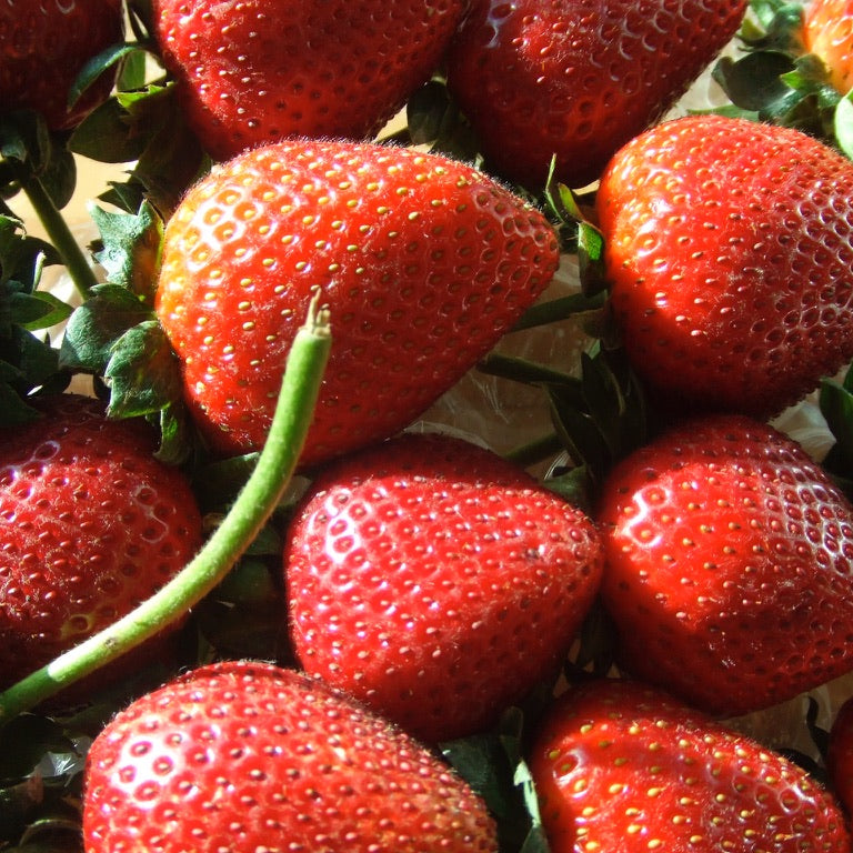 Rovo Erdbeerkonfitüre mit 70% Frucht, aus Ligurien, 346 g