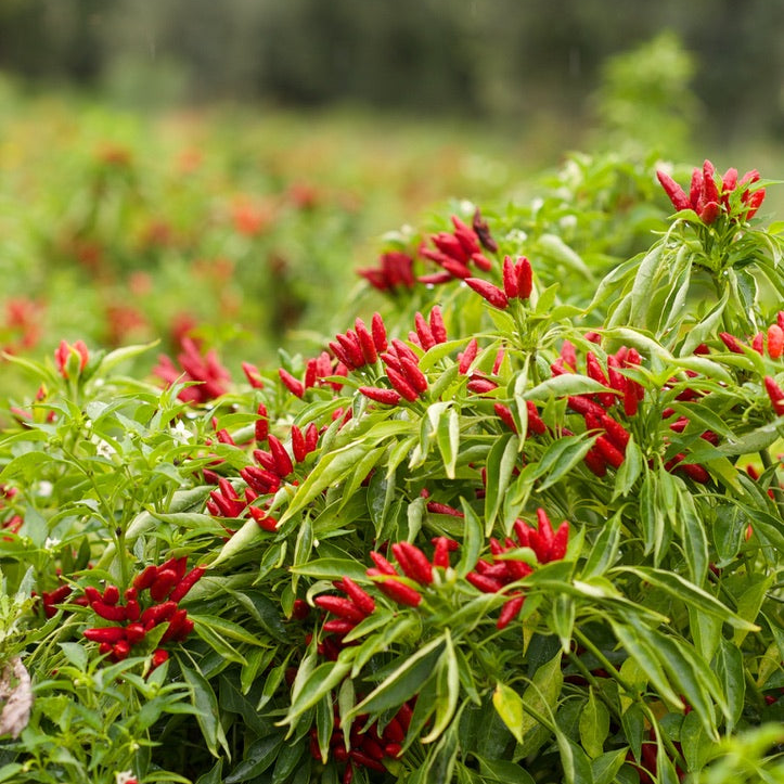 Peperoncino Olivenöl mit echten Chillis aus Italien, Fanti, 500 ml