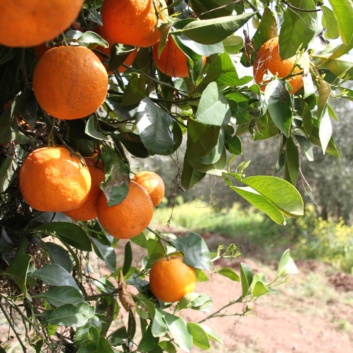 Rovo Orangenmarmelade, 55% Frucht mit Schale, 346 g