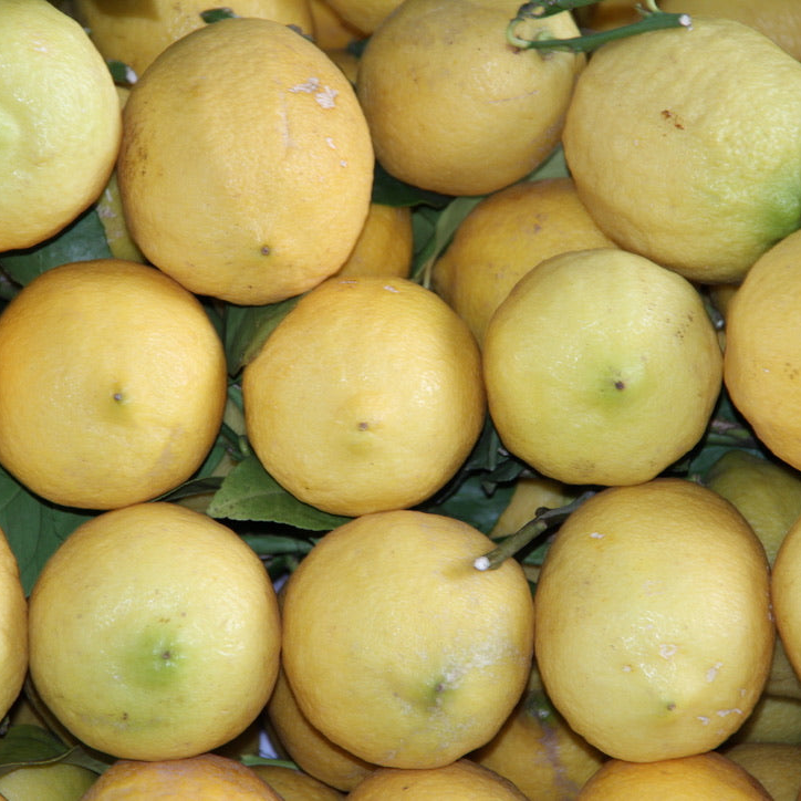 Rovo lemon jam, lemons with peel from Liguria, 346 g