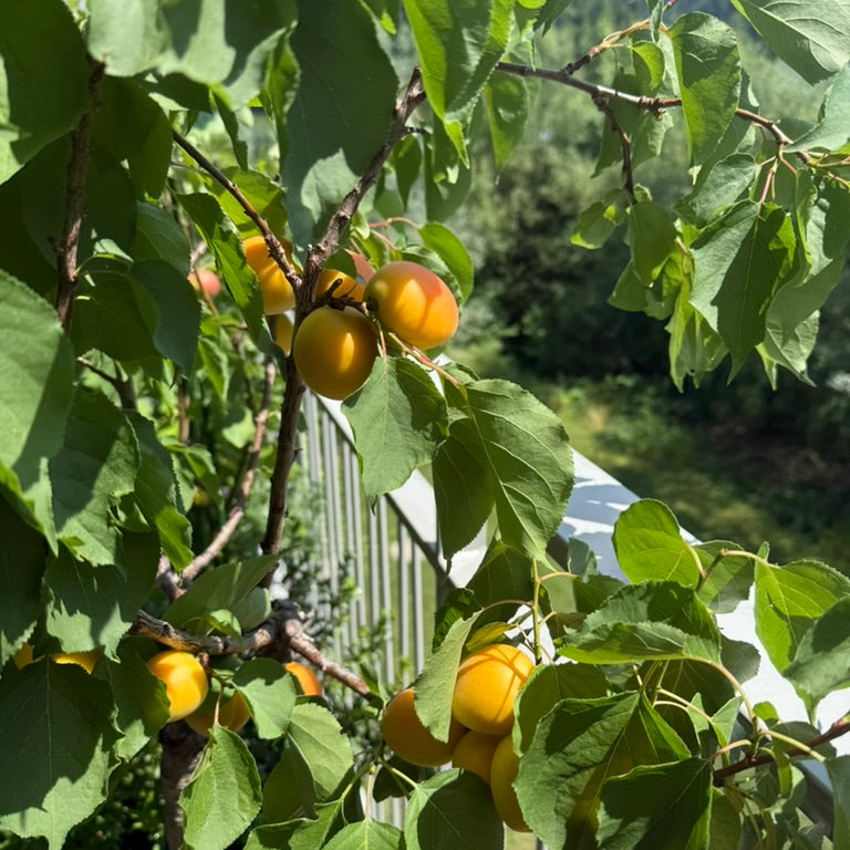 Rovo Fruttagolosa Aprikose-Fruchtaustrich mit 80% Aprikosen, 330 g