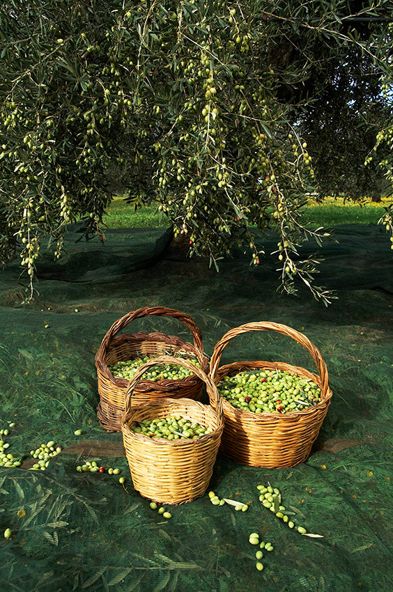 ROI Olive Taggiasche/Taggiasca in Olio Extra Vergine, 180 g