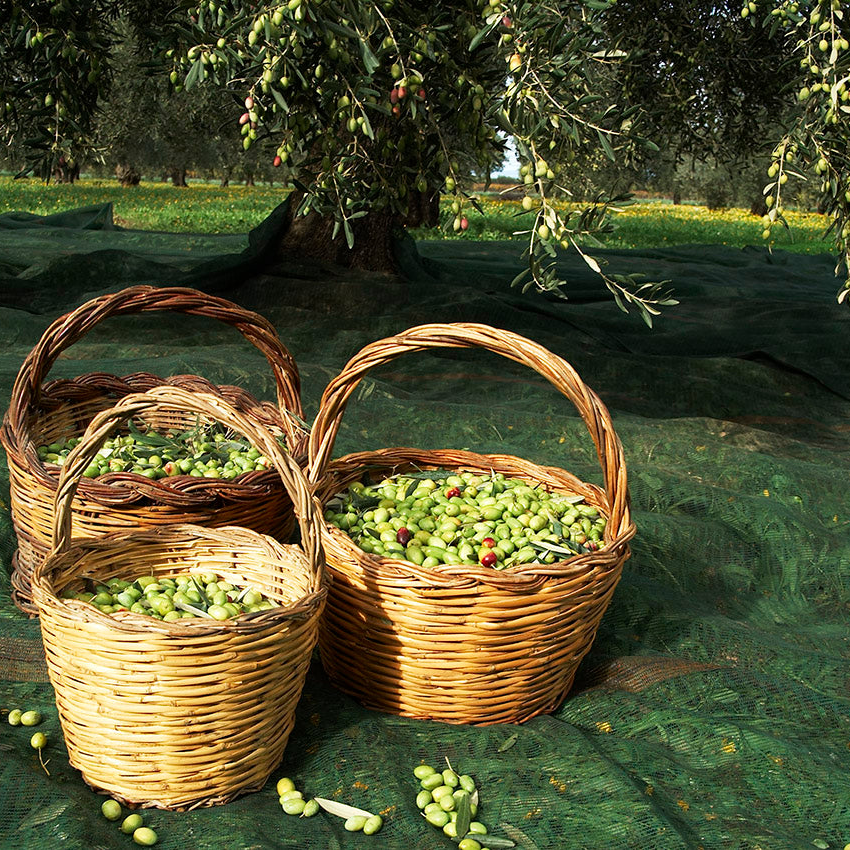 GALANTINO, aromatic oil with truffles with extra virgin olive oil, 250 ml