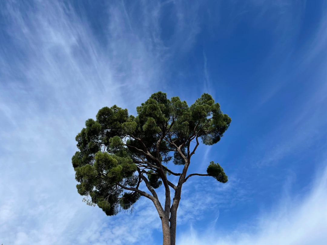 Vino Nobile di Montepulciano DOCG 2020, 750 ml