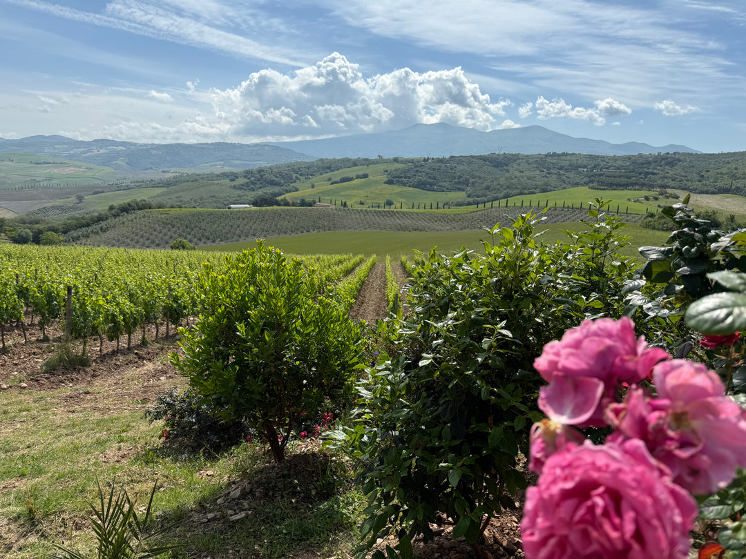 Montecucco Sangiovese 2018, 750ml / 1,5 L