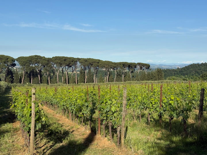 Vino Nobile di Montepulciano DOCG 2020, 750 ml