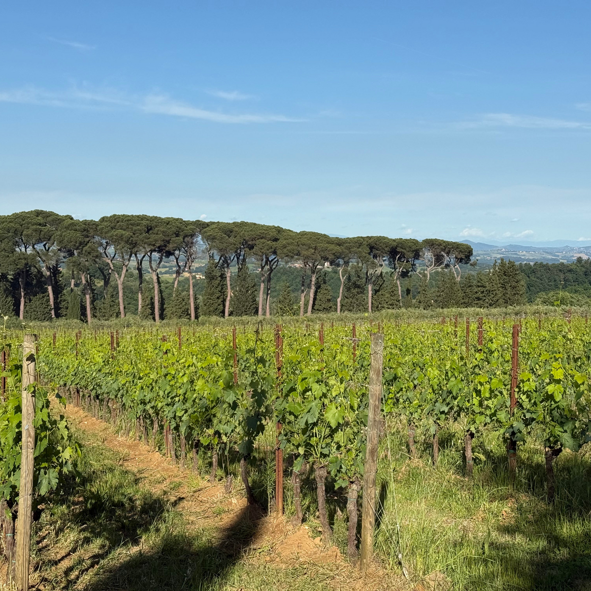 SANCTA CATHARINA' TOSCANA ROSSO I.G.T. 2018, 750ml
