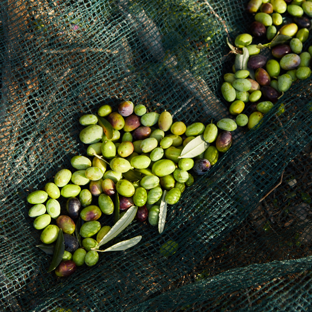Pâte d'olives Taggiasca de ROI, tapanade ligure de la région d'Imperia, 90 / 180 g